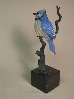 bluejay.jpg