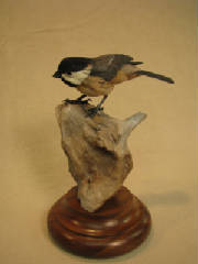 chickadee3.jpg
