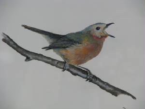 marshwren2.jpg
