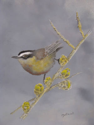 nuthatch5p.jpg
