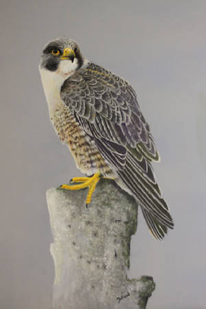 peregrine-falcon.jpg