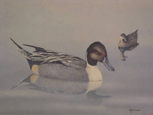 pintailreflections.jpg
