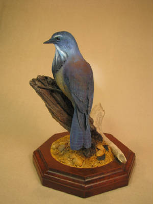 scrubjay.jpg